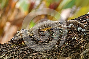 Giant Leaf-tail Gecko - Uroplatus fimbriatus