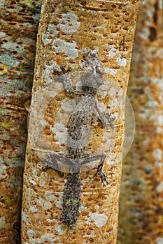 Giant Leaf-tail Gecko - Uroplatus fimbriatus