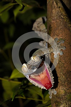 Giant Leaf-tail Gecko, Uroplatus fimbriatus