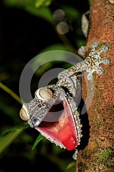 Giant Leaf-tail Gecko, Uroplatus fimbriatus, Madagascar