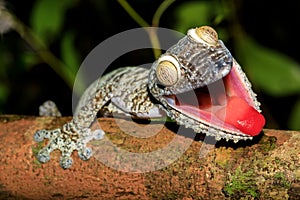 Giant Leaf-tail Gecko, Uroplatus fimbriatus, Madagascar