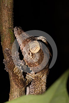 Giant leaf-tailed gecko on tree, Madagascar wildlife