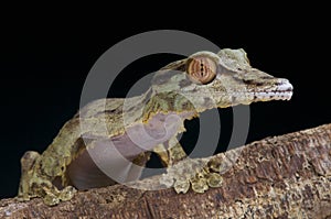 Giant leaf-tailed gecko / Uroplatus fimbriatus