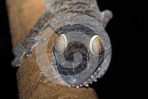 Giant leaf-tailed gecko, Uroplatus fimbriatus