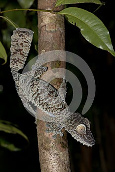 Giant leaf-tailed gecko, Uroplatus fimbriatus