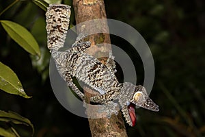 Giant leaf-tailed gecko, Uroplatus fimbriatus