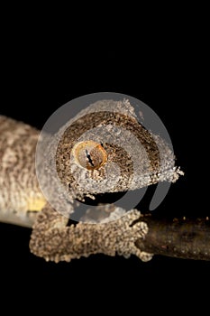 Giant leaf-tailed gecko, Uroplatus fimbriatus