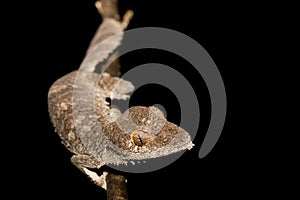 Giant leaf-tailed gecko, Uroplatus fimbriatus