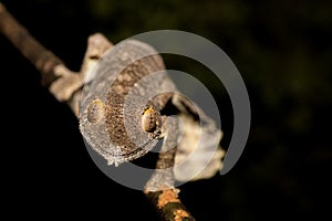 Giant leaf-tailed gecko, Uroplatus fimbriatus, Madagascar