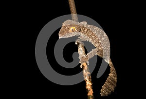 Giant leaf-tailed gecko, Uroplatus fimbriatus, Madagascar