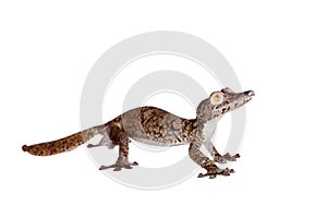 Giant leaf tailed gecko on white