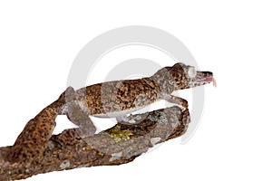 Giant leaf tailed gecko on white