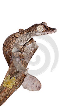 Giant leaf tailed gecko on white