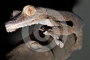 Giant leaftail gecko climbing a branch