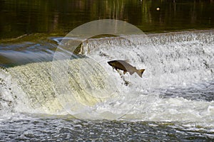 A Giant Leap: Salmon Fall Migration