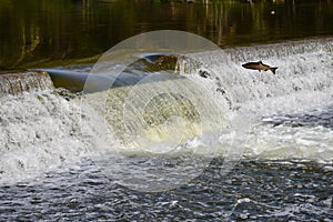 A Giant Leap: Salmon Fall Migration