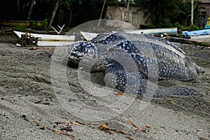 Giant Leatherback turtle at Grande Riviere beach in Trinidad and Tobago at sunrise