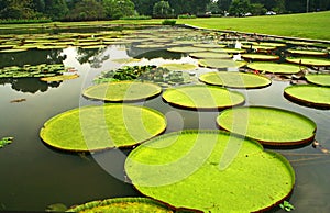 Giant leaves of Amazonian water lilies in Bogor
