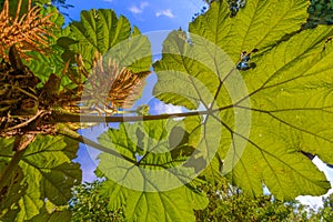 Giant leaves, Monteverde Cloud Forest Preserve, Costa Rica.