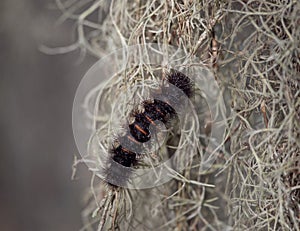 Giant Leopard Moth Caterpillar