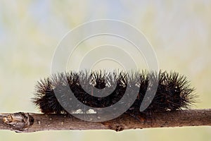 Giant Leopard Moth caterpillar Hypercompe scribonia crawling on twig. photo