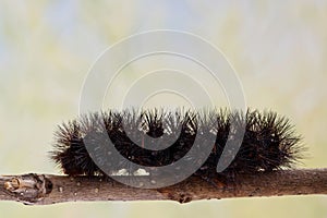 Giant Leopard Moth caterpillar Hypercompe scribonia crawling on twig.