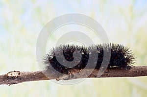 Giant Leopard Moth caterpillar on a twig. photo