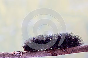 Hairy Giant Leopard Moth caterpillar photo