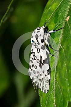 Giant Leopard Moth - Hypercompe scribonia