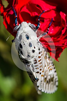 Giant Leopard Moth (Hypercompe scribonia) photo