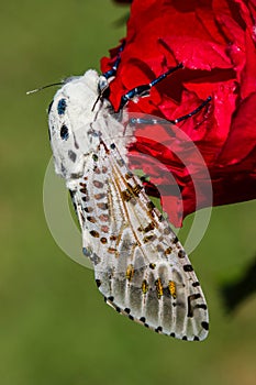 Giant Leopard Moth (Hypercompe scribonia) photo