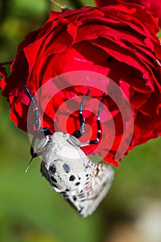 Giant Leopard Moth (Hypercompe scribonia) photo