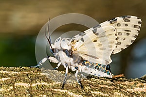 Giant Leopard Moth - Hypercompe scribonia photo