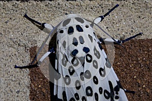 Giant Leopard Moth Thorax