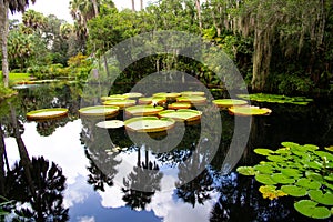 Giant lilies