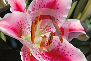 Giant Lilly