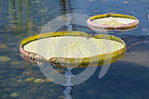 Giant Lily Pad