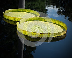 Giant Lily Pads