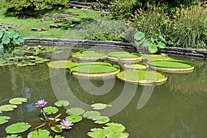 Giant Lily Pads on Garden Pondon Garden Pond