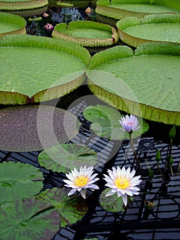 Giant Lilypads