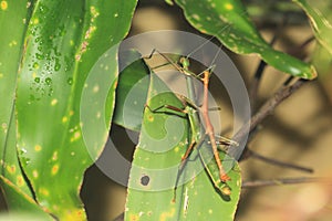 Giant lime green stick bug