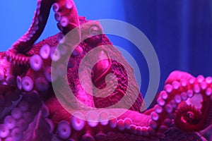 Giant live Octopus in neon light in aquarium