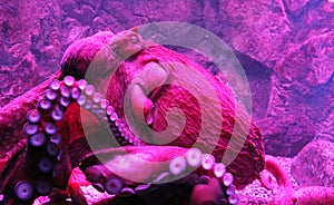 Giant live Octopus in neon light in aquarium