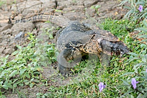 Giant Lizard close up Thailand