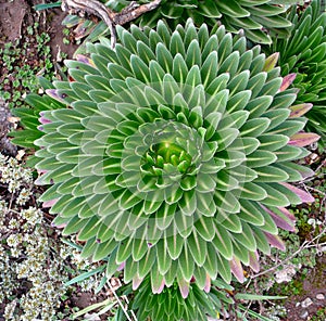 Giant Lobelia