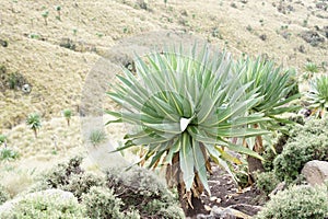 Giant lobelia near Chiro Leba village, Simien mountains