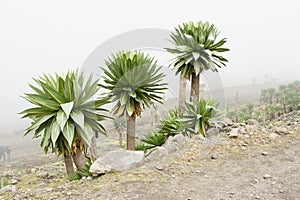 Giant lobelia near Chiro Leba village, Simien mountains