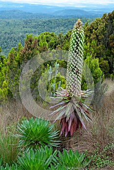 Giant Lobelia on Mount Kenya