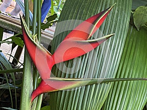 Giant Lobsterclaw / Heliconia bihai / Red palulu, Balisier, Macawflower, Wild Plantain, Scharlachrote Hummerschere, Lobster Claw