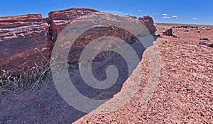 Giant Log in Petrified Forest AZ